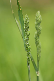 Cock's Foot - Dactylis glomerata Habitat: Meadow Cock's-foot,Dactylis,Dactylis glomerata,Geotagged,Spring,United States,cat grass,grass