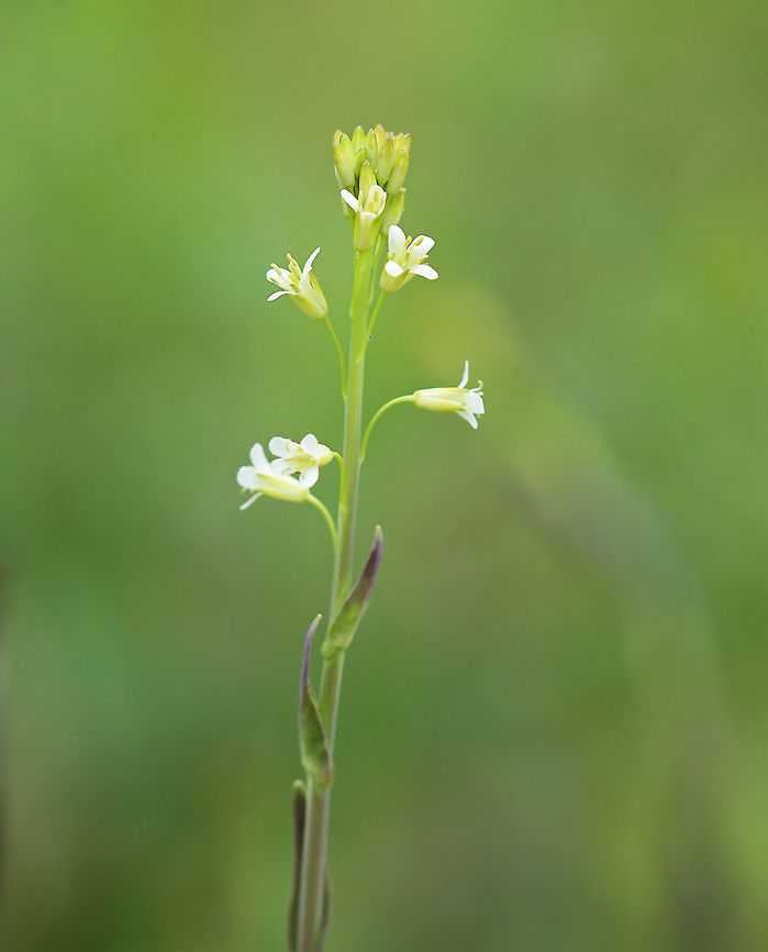 Tower Rockcress - Turritis glabra The leaves can be cooked and eaten or used to make tea.<br />
<br />
Habitat: Meadow<br />
<figure class="photo"><a href="https://www.jungledragon.com/image/104320/tower_rockcress_-_turritis_glabra.html" title="Tower Rockcress - Turritis glabra"><img src="https://s3.amazonaws.com/media.jungledragon.com/images/3232/104320_thumb.jpg?AWSAccessKeyId=05GMT0V3GWVNE7GGM1R2&Expires=1759968010&Signature=wbvaQE5kDHNm20uQQPirOYK%2FRPA%3D" width="106" height="152" alt="Tower Rockcress - Turritis glabra The leaves can be cooked and eaten or used to make tea.<br />
<br />
Habitat: Meadow<br />
https://www.jungledragon.com/image/104318/tower_rockcress_-_turritis_glabra.html<br />
https://www.jungledragon.com/image/104319/tower_rockcress_-_turritis_glabra.html Arabis glabra,Geotagged,Spring,Tower rockcress,United States" /></a></figure><br />
<figure class="photo"><a href="https://www.jungledragon.com/image/104319/tower_rockcress_-_turritis_glabra.html" title="Tower Rockcress - Turritis glabra"><img src="https://s3.amazonaws.com/media.jungledragon.com/images/3232/104319_thumb.jpg?AWSAccessKeyId=05GMT0V3GWVNE7GGM1R2&Expires=1759968010&Signature=NUR6mkZOiYSfDDM6rqzGIv9cADQ%3D" width="122" height="152" alt="Tower Rockcress - Turritis glabra The leaves can be cooked and eaten or used to make tea.  <br />
<br />
Habitat: Meadow<br />
https://www.jungledragon.com/image/104318/tower_rockcress_-_turritis_glabra.html<br />
https://www.jungledragon.com/image/104320/tower_rockcress_-_turritis_glabra.html Arabis glabra,Geotagged,Spring,Tower rockcress,United States" /></a></figure> Arabis glabra,Geotagged,Spring,Tower rockcress,Turritis,United States
