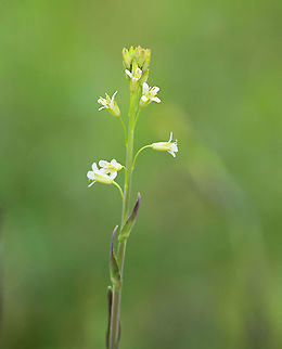 Tower Rockcress - Turritis glabra The leaves can be cooked and eaten or used to make tea.

Habitat: Meadow
https://www.jungledragon.com/image/104320/tower_rockcress_-_turritis_glabra.html
https://www.jungledragon.com/image/104319/tower_rockcress_-_turritis_glabra.html Arabis glabra,Geotagged,Spring,Tower rockcress,Turritis,United States