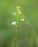 Tower Rockcress - Turritis glabra The leaves can be cooked and eaten or used to make tea.<br />
<br />
Habitat: Meadow<br />
https://www.jungledragon.com/image/104320/tower_rockcress_-_turritis_glabra.html<br />
https://www.jungledragon.com/image/104319/tower_rockcress_-_turritis_glabra.html Arabis glabra,Geotagged,Spring,Tower rockcress,Turritis,United States
