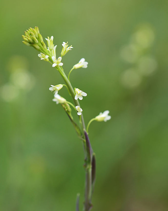 Tower Rockcress - Turritis glabra The leaves can be cooked and eaten or used to make tea.  <br />
<br />
Habitat: Meadow<br />
<figure class="photo"><a href="https://www.jungledragon.com/image/104318/tower_rockcress_-_turritis_glabra.html" title="Tower Rockcress - Turritis glabra"><img src="https://s3.amazonaws.com/media.jungledragon.com/images/3232/104318_thumb.jpg?AWSAccessKeyId=05GMT0V3GWVNE7GGM1R2&Expires=1759968010&Signature=eiXb1tAyzYFJJg2E4c1nGnWS%2F9g%3D" width="124" height="152" alt="Tower Rockcress - Turritis glabra The leaves can be cooked and eaten or used to make tea.<br />
<br />
Habitat: Meadow<br />
https://www.jungledragon.com/image/104320/tower_rockcress_-_turritis_glabra.html<br />
https://www.jungledragon.com/image/104319/tower_rockcress_-_turritis_glabra.html Arabis glabra,Geotagged,Spring,Tower rockcress,Turritis,United States" /></a></figure><br />
<figure class="photo"><a href="https://www.jungledragon.com/image/104320/tower_rockcress_-_turritis_glabra.html" title="Tower Rockcress - Turritis glabra"><img src="https://s3.amazonaws.com/media.jungledragon.com/images/3232/104320_thumb.jpg?AWSAccessKeyId=05GMT0V3GWVNE7GGM1R2&Expires=1759968010&Signature=wbvaQE5kDHNm20uQQPirOYK%2FRPA%3D" width="106" height="152" alt="Tower Rockcress - Turritis glabra The leaves can be cooked and eaten or used to make tea.<br />
<br />
Habitat: Meadow<br />
https://www.jungledragon.com/image/104318/tower_rockcress_-_turritis_glabra.html<br />
https://www.jungledragon.com/image/104319/tower_rockcress_-_turritis_glabra.html Arabis glabra,Geotagged,Spring,Tower rockcress,United States" /></a></figure> Arabis glabra,Geotagged,Spring,Tower rockcress,United States