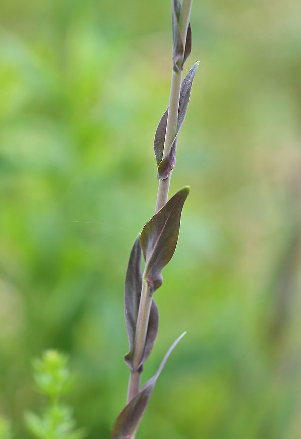 Tower Rockcress - Turritis glabra The leaves can be cooked and eaten or used to make tea.<br />
<br />
Habitat: Meadow<br />
<figure class="photo"><a href="https://www.jungledragon.com/image/104318/tower_rockcress_-_turritis_glabra.html" title="Tower Rockcress - Turritis glabra"><img src="https://s3.amazonaws.com/media.jungledragon.com/images/3232/104318_thumb.jpg?AWSAccessKeyId=05GMT0V3GWVNE7GGM1R2&Expires=1759968010&Signature=eiXb1tAyzYFJJg2E4c1nGnWS%2F9g%3D" width="124" height="152" alt="Tower Rockcress - Turritis glabra The leaves can be cooked and eaten or used to make tea.<br />
<br />
Habitat: Meadow<br />
https://www.jungledragon.com/image/104320/tower_rockcress_-_turritis_glabra.html<br />
https://www.jungledragon.com/image/104319/tower_rockcress_-_turritis_glabra.html Arabis glabra,Geotagged,Spring,Tower rockcress,Turritis,United States" /></a></figure><br />
<figure class="photo"><a href="https://www.jungledragon.com/image/104319/tower_rockcress_-_turritis_glabra.html" title="Tower Rockcress - Turritis glabra"><img src="https://s3.amazonaws.com/media.jungledragon.com/images/3232/104319_thumb.jpg?AWSAccessKeyId=05GMT0V3GWVNE7GGM1R2&Expires=1759968010&Signature=NUR6mkZOiYSfDDM6rqzGIv9cADQ%3D" width="122" height="152" alt="Tower Rockcress - Turritis glabra The leaves can be cooked and eaten or used to make tea.  <br />
<br />
Habitat: Meadow<br />
https://www.jungledragon.com/image/104318/tower_rockcress_-_turritis_glabra.html<br />
https://www.jungledragon.com/image/104320/tower_rockcress_-_turritis_glabra.html Arabis glabra,Geotagged,Spring,Tower rockcress,United States" /></a></figure> Arabis glabra,Geotagged,Spring,Tower rockcress,United States