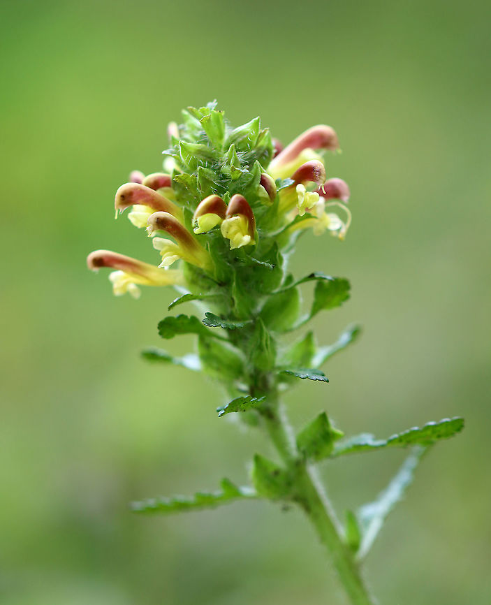 Lousewort - Pedicularis canadensis A hairy plant with a short, dense cluster of terminal 2-lipped flowers that are yellow and red in color. Long, basal leaves that are deeply divided into toothed lobes.<br />
<br />
The genus and common names refer to a superstition that livestock would become infested with lice if they ate this plant.<br />
<br />
Habitat: Forest Canadian Wood Betony,Geotagged,Pedicularis,Pedicularis canadensis,Spring,United States,lousewort