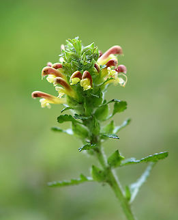 Lousewort - Pedicularis canadensis A hairy plant with a short, dense cluster of terminal 2-lipped flowers that are yellow and red in color. Long, basal leaves that are deeply divided into toothed lobes.

The genus and common names refer to a superstition that livestock would become infested with lice if they ate this plant.

Habitat: Forest Canadian Wood Betony,Geotagged,Pedicularis,Pedicularis canadensis,Spring,United States,lousewort