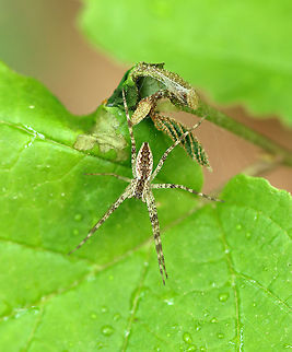 American Nursery Web Spider - Pisaurina mira *ID could be wrong.

Habitat: Garden
https://www.jungledragon.com/image/104325/american_nursery_web_spider_-_pisaurina_mira.html American Nursery Web Spider,Geotagged,Pisaurina,Pisaurina mira,Spring,United States,spider