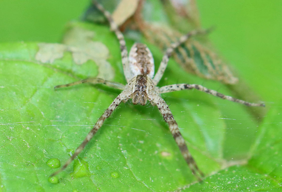 American Nursery Web Spider - Pisaurina mira *ID could be wrong.<br />
<br />
Habitat: Garden<br />
<figure class="photo"><a href="https://www.jungledragon.com/image/104324/american_nursery_web_spider_-_pisaurina_mira.html" title="American Nursery Web Spider - Pisaurina mira"><img src="https://s3.amazonaws.com/media.jungledragon.com/images/3232/104324_thumb.jpg?AWSAccessKeyId=05GMT0V3GWVNE7GGM1R2&Expires=1759968010&Signature=dTNKCNOSZKWtaQCu9AjFJdr7nqY%3D" width="126" height="152" alt="American Nursery Web Spider - Pisaurina mira *ID could be wrong.<br />
<br />
Habitat: Garden<br />
https://www.jungledragon.com/image/104325/american_nursery_web_spider_-_pisaurina_mira.html American Nursery Web Spider,Geotagged,Pisaurina,Pisaurina mira,Spring,United States,spider" /></a></figure> American Nursery Web Spider,Geotagged,Pisaurina mira,Spring,United States