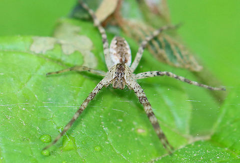 American Nursery Web Spider - Pisaurina mira *ID could be wrong.

Habitat: Garden
https://www.jungledragon.com/image/104324/american_nursery_web_spider_-_pisaurina_mira.html American Nursery Web Spider,Geotagged,Pisaurina mira,Spring,United States