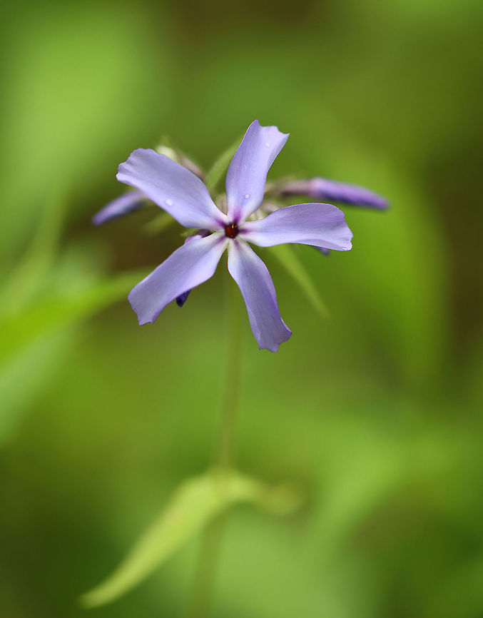 Wild Blue Phlox - Phlox divaricata Characterized by a loose cluster of purple-blue flowers atop a long stem with leafy, creeping shoots at the base. Flowers have five petals.<br />
<br />
Habitat: Meadow<br />
<figure class="photo"><a href="https://www.jungledragon.com/image/104404/wild_blue_phlox_-_phlox_divaricata.html" title="Wild Blue Phlox - Phlox divaricata"><img src="https://s3.amazonaws.com/media.jungledragon.com/images/3232/104404_thumb.jpg?AWSAccessKeyId=05GMT0V3GWVNE7GGM1R2&Expires=1759968010&Signature=5nBhcbfbaXNIuOCsU%2BZ1m9owVuc%3D" width="200" height="152" alt="Wild Blue Phlox - Phlox divaricata Characterized by a loose cluster of purple-blue flowers atop a long stem with leafy, creeping shoots at the base. Flowers have five petals.<br />
<br />
Habitat: Meadow<br />
https://www.jungledragon.com/image/104403/wild_blue_phlox_-_phlox_divaricata.html Geotagged,Phlox divaricata,Spring,United States" /></a></figure> Geotagged,Phlox,Phlox divaricata,Spring,United States