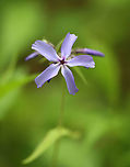 Wild Blue Phlox - Phlox divaricata Characterized by a loose cluster of purple-blue flowers atop a long stem with leafy, creeping shoots at the base. Flowers have five petals.<br />
<br />
Habitat: Meadow<br />
https://www.jungledragon.com/image/104404/wild_blue_phlox_-_phlox_divaricata.html Geotagged,Phlox,Phlox divaricata,Spring,United States