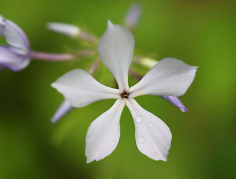 Wild Blue Phlox - Phlox divaricata Characterized by a loose cluster of purple-blue flowers atop a long stem with leafy, creeping shoots at the base. Flowers have five petals.

Habitat: Meadow
https://www.jungledragon.com/image/104403/wild_blue_phlox_-_phlox_divaricata.html Geotagged,Phlox divaricata,Spring,United States