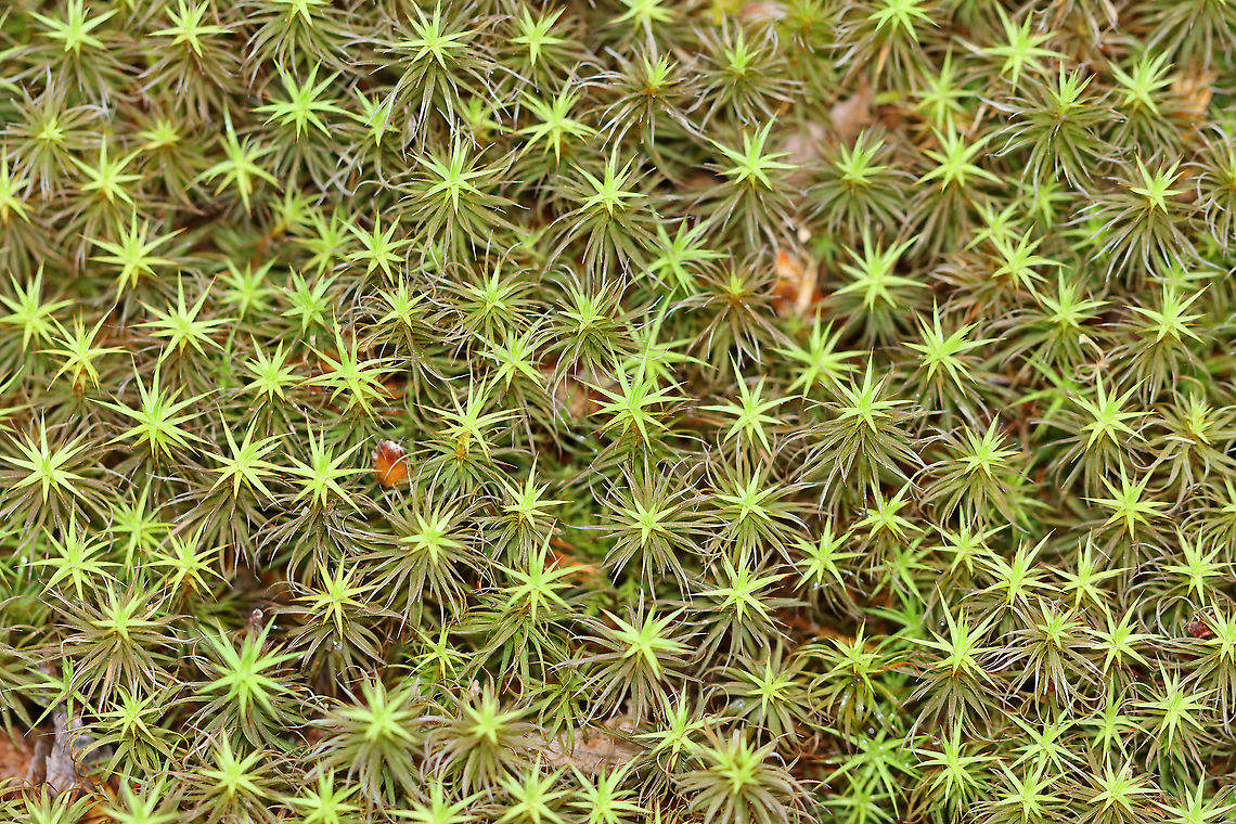 Moss - Polytrichum sp. Habitat: Riparian; mixed forest Geotagged,Polytrichum,Spring,United States,moss