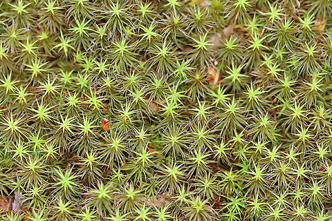Moss - Polytrichum sp. Habitat: Riparian; mixed forest Geotagged,Polytrichum,Spring,United States,moss