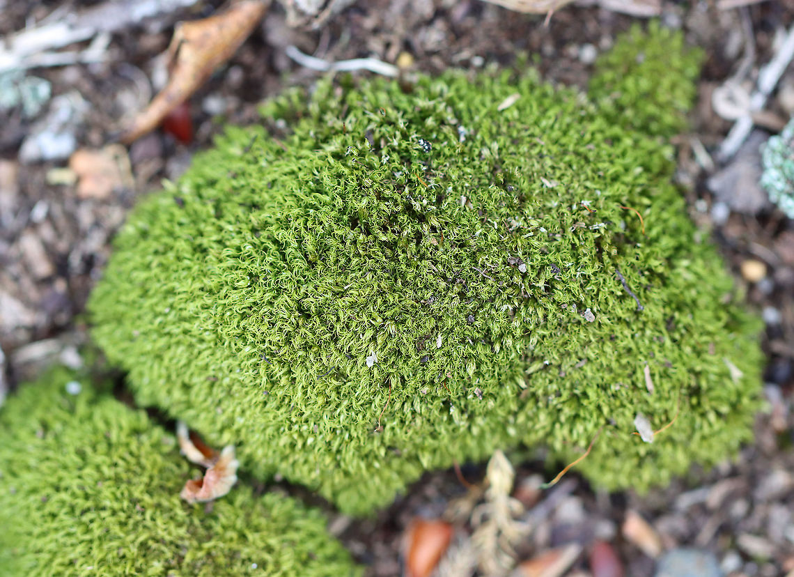 Pin Cushion Moss - Leucobryum albidum Habitat: Riparian; mixed forest<br />
<figure class="photo"><a href="https://www.jungledragon.com/image/104407/pin_cushion_moss_-_leucobryum_albidum.html" title="Pin Cushion Moss - Leucobryum albidum"><img src="https://s3.amazonaws.com/media.jungledragon.com/images/3232/104407_thumb.jpg?AWSAccessKeyId=05GMT0V3GWVNE7GGM1R2&Expires=1767225610&Signature=r4fyiwQMYifZxGLvx8Al4GmuFSc%3D" width="200" height="136" alt="Pin Cushion Moss - Leucobryum albidum Habitat: Riparian; mixed forest<br />
https://www.jungledragon.com/image/104406/pin_cushion_moss_-_leucobryum_albidum.html Geotagged,Leucobryum albidum,Pin cushion moss,Spring,United States" /></a></figure> Geotagged,Leucobryum,Leucobryum albidum,Pin cushion moss,Spring,United States,moss