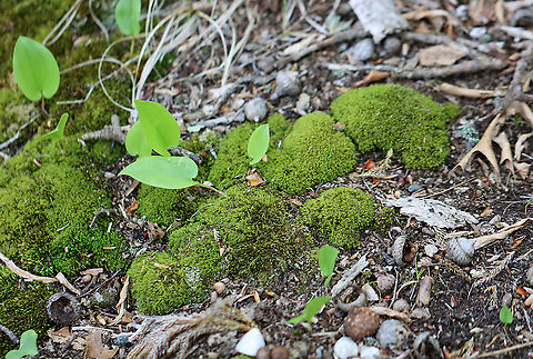 Pin Cushion Moss - Leucobryum albidum Habitat: Riparian; mixed forest
https://www.jungledragon.com/image/104406/pin_cushion_moss_-_leucobryum_albidum.html Geotagged,Leucobryum albidum,Pin cushion moss,Spring,United States