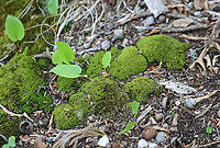 Pin Cushion Moss - Leucobryum albidum Habitat: Riparian; mixed forest<br />
https://www.jungledragon.com/image/104406/pin_cushion_moss_-_leucobryum_albidum.html Geotagged,Leucobryum albidum,Pin cushion moss,Spring,United States