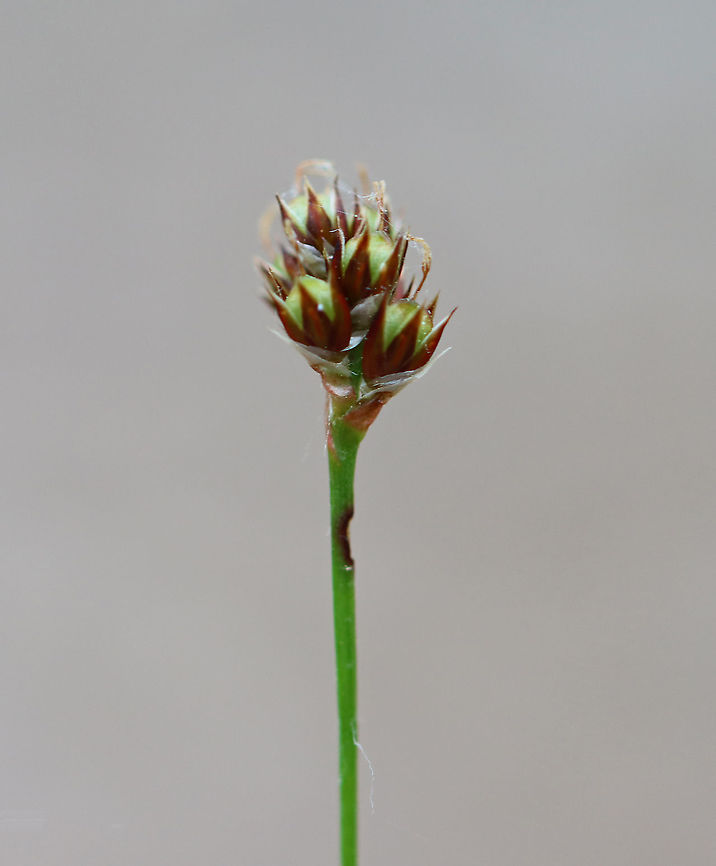 Woodrush - Luzula multiflora Habitat: Meadow<br />
<figure class="photo"><a href="https://www.jungledragon.com/image/104409/woodrush_-_luzula_multiflora.html" title="Woodrush - Luzula multiflora"><img src="https://s3.amazonaws.com/media.jungledragon.com/images/3232/104409_thumb.jpg?AWSAccessKeyId=05GMT0V3GWVNE7GGM1R2&Expires=1769040010&Signature=0MhlYFRc8GoBhb5GUe9cIhm9MkU%3D" width="200" height="162" alt="Woodrush - Luzula multiflora Habitat: Meadow<br />
https://www.jungledragon.com/image/104408/woodrush_-_luzula_multiflora.html Geotagged,Luzula multiflora,Spring,United States" /></a></figure> Common woodrush,Geotagged,Luzula,Luzula multiflora,Spring,United States,rush