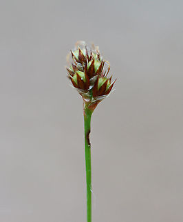 Woodrush - Luzula multiflora Habitat: Meadow
https://www.jungledragon.com/image/104409/woodrush_-_luzula_multiflora.html Common woodrush,Geotagged,Luzula,Luzula multiflora,Spring,United States,rush