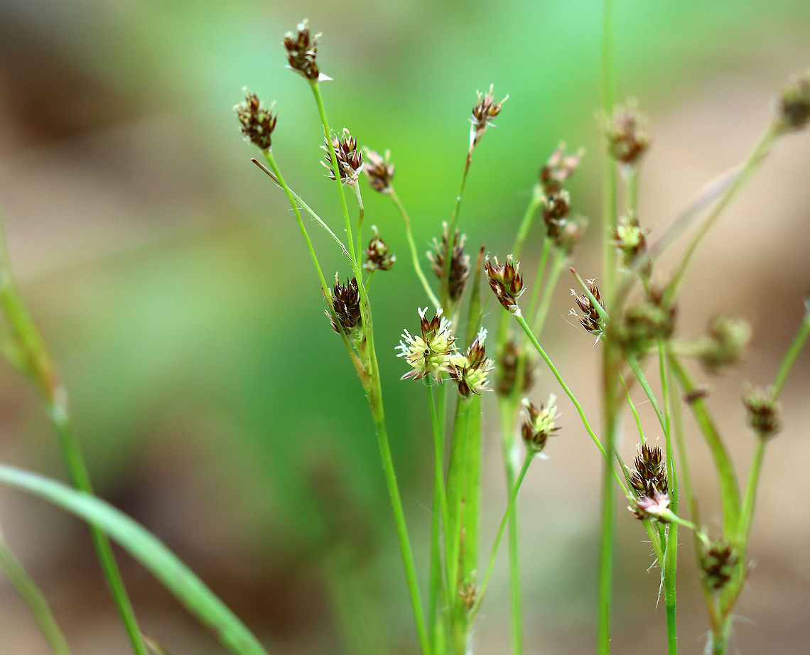 Woodrush - Luzula multiflora Habitat: Meadow<br />
<figure class="photo"><a href="https://www.jungledragon.com/image/104408/woodrush_-_luzula_multiflora.html" title="Woodrush - Luzula multiflora"><img src="https://s3.amazonaws.com/media.jungledragon.com/images/3232/104408_thumb.jpg?AWSAccessKeyId=05GMT0V3GWVNE7GGM1R2&Expires=1769040010&Signature=WuEnLBbhypCrSiOyM9%2F4h28bZa8%3D" width="126" height="152" alt="Woodrush - Luzula multiflora Habitat: Meadow<br />
https://www.jungledragon.com/image/104409/woodrush_-_luzula_multiflora.html Common woodrush,Geotagged,Luzula,Luzula multiflora,Spring,United States,rush" /></a></figure> Geotagged,Luzula multiflora,Spring,United States