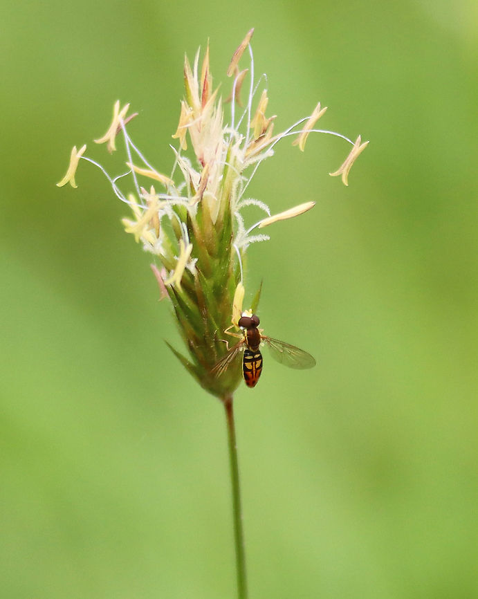 Hoverfly - Toxomerus marginatus It was so tiny!<br />
<br />
Habitat: Meadow Geotagged,Spring,Toxomerus,Toxomerus marginatus,United States,hoverfly