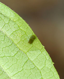 Insect Frass I spent a long time photographing this little, juicy green blob. I thought for sure it was a larva of some sort until I loaded the photos on my computer and realized it was poop. Likely caterpillar poop.

Habitat: Rural garden Geotagged,Spring,United States,frass,poop,signs of wildlife