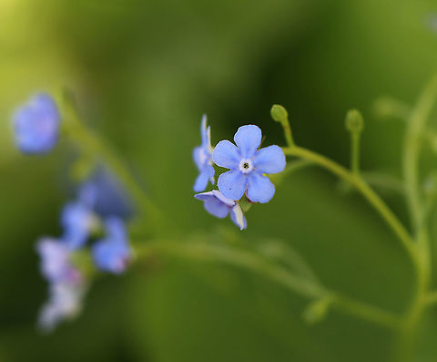 Siberian bugloss - Brunnera macrophylla Habitat: Moist forest Brunnera,Brunnera macrophylla,Geotagged,Siberian Bugloss,Spring,United States