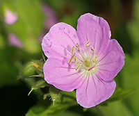 Geranium - Geranium maculatum Habitat: Rural garden<br />
https://www.jungledragon.com/image/104503/geranium_-_geranium_maculatum.html Geotagged,Geranium,Geranium maculatum,Spotted Geranium,Spring,United States