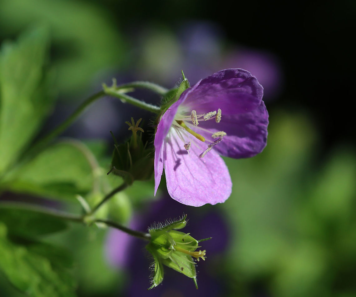 Geranium - Geranium maculatum Habitat: Rural garden<br />
<figure class="photo"><a href="https://www.jungledragon.com/image/104502/geranium_-_geranium_maculatum.html" title="Geranium - Geranium maculatum"><img src="https://s3.amazonaws.com/media.jungledragon.com/images/3232/104502_thumb.jpg?AWSAccessKeyId=05GMT0V3GWVNE7GGM1R2&Expires=1759968010&Signature=op5fe5kAxd3KMa1uord4hduZPeg%3D" width="200" height="168" alt="Geranium - Geranium maculatum Habitat: Rural garden<br />
https://www.jungledragon.com/image/104503/geranium_-_geranium_maculatum.html Geotagged,Geranium,Geranium maculatum,Spotted Geranium,Spring,United States" /></a></figure> Geotagged,Geranium maculatum,Spotted Geranium,Spring,United States