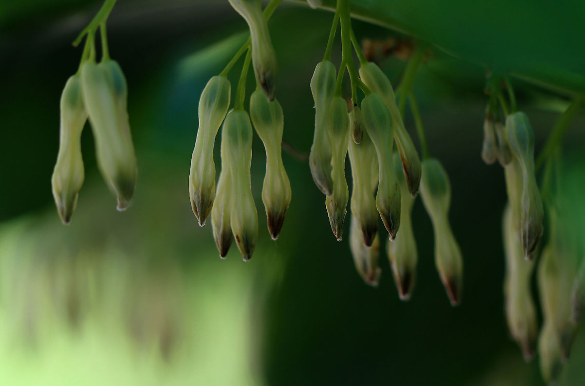 Solomon's Seal - Polygonatum sp. Sorry for the bad photo, but I kinda like it.<br />
<br />
I'm not sure of the species. <br />
<br />
Habitat: Rural garden Geotagged,Polygonatum,Spring,United States,solomon's