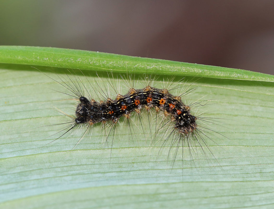 Gypsy Moth - Lymantria dispar An early instar.<br />
<br />
Habitat: Rural garden<br />
<figure class="photo"><a href="https://www.jungledragon.com/image/104508/gypsy_moth_-_lymantria_dispar.html" title="Gypsy Moth - Lymantria dispar"><img src="https://s3.amazonaws.com/media.jungledragon.com/images/3232/104508_thumb.jpg?AWSAccessKeyId=05GMT0V3GWVNE7GGM1R2&Expires=1759968010&Signature=4PK%2FNtNl5WIEK9%2FWpxAcXto5X%2BM%3D" width="126" height="152" alt="Gypsy Moth - Lymantria dispar An early instar.<br />
<br />
Habitat: Rural garden<br />
https://www.jungledragon.com/image/104507/gypsy_moth_-_lymantria_dispar.html Geotagged,Gypsy moth,Lymantria dispar,Spring,United States" /></a></figure> Geotagged,Gypsy moth,Lymantria dispar,Spring,United States,caterpillar,moth