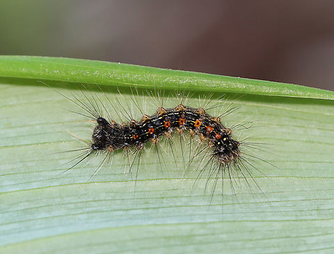 Gypsy Moth - Lymantria dispar An early instar.

Habitat: Rural garden
https://www.jungledragon.com/image/104508/gypsy_moth_-_lymantria_dispar.html Geotagged,Gypsy moth,Lymantria dispar,Spring,United States,caterpillar,moth