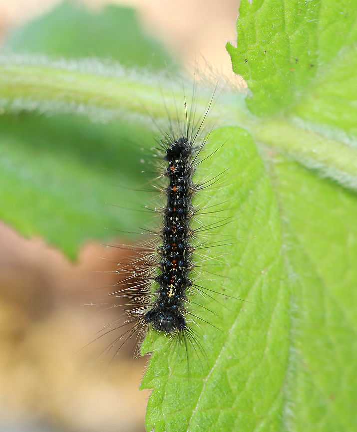 Gypsy Moth - Lymantria dispar An early instar.<br />
<br />
Habitat: Rural garden<br />
<figure class="photo"><a href="https://www.jungledragon.com/image/104507/gypsy_moth_-_lymantria_dispar.html" title="Gypsy Moth - Lymantria dispar"><img src="https://s3.amazonaws.com/media.jungledragon.com/images/3232/104507_thumb.jpg?AWSAccessKeyId=05GMT0V3GWVNE7GGM1R2&Expires=1759968010&Signature=acGqzdyjVkfB2%2BoYFJow9wD8rRs%3D" width="200" height="154" alt="Gypsy Moth - Lymantria dispar An early instar.<br />
<br />
Habitat: Rural garden<br />
https://www.jungledragon.com/image/104508/gypsy_moth_-_lymantria_dispar.html Geotagged,Gypsy moth,Lymantria dispar,Spring,United States,caterpillar,moth" /></a></figure> Geotagged,Gypsy moth,Lymantria dispar,Spring,United States