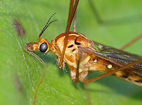 Tiger Crane Fly - Nephrotoma ferruginea This crane fly was busy mating, so I took advantage of it being distracted to get a close-up shot of its cute face :).<br />
<br />
Large crane fly with shiny, orange thorax, dark antennae, and a variable pattern.<br />
<br />
Habitat: Rural area<br />
https://www.jungledragon.com/image/104546/tiger_crane_fly_-_nephrotoma_ferruginea.html Geotagged,Nephrotoma,Nephrotoma ferruginea,Spring,United States,crane fly,tiger crane fly