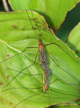Tiger Crane Fly - Nephrotoma ferruginea Large crane fly with shiny, orange thorax, dark antennae, and a variable pattern.<br />
<br />
Habitat: Rural area<br />
https://www.jungledragon.com/image/104545/tiger_crane_fly_-_nephrotoma_ferruginea.html Geotagged,Nephrotoma ferruginea,Spring,United States