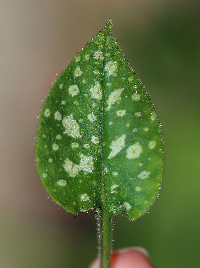 Common Lungwort - Pulmonaria officinalis Habitat: Rural garden<br />
<figure class="photo"><a href="https://www.jungledragon.com/image/104549/common_lungwort_-_pulmonaria_officinalis.html" title="Common Lungwort - Pulmonaria officinalis"><img src="https://s3.amazonaws.com/media.jungledragon.com/images/3232/104549_thumb.jpg?AWSAccessKeyId=05GMT0V3GWVNE7GGM1R2&Expires=1759968010&Signature=%2FtsMTDHQc%2B1t9UfKx9jxSUfbU1E%3D" width="110" height="152" alt="Common Lungwort - Pulmonaria officinalis Habitat: Rural garden<br />
https://www.jungledragon.com/image/104548/common_lungwort_-_pulmonaria_officinalis.html Common lungwort,Geotagged,Pulmonaria officinalis,Spring,United States" /></a></figure> Common lungwort,Geotagged,Pulmonaria,Pulmonaria officinalis,Spring,United States,lungwort