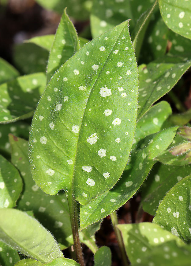 Common Lungwort - Pulmonaria officinalis Habitat: Rural garden<br />
<figure class="photo"><a href="https://www.jungledragon.com/image/104548/common_lungwort_-_pulmonaria_officinalis.html" title="Common Lungwort - Pulmonaria officinalis"><img src="https://s3.amazonaws.com/media.jungledragon.com/images/3232/104548_thumb.jpg?AWSAccessKeyId=05GMT0V3GWVNE7GGM1R2&Expires=1759968010&Signature=171iWlACbPkI9fiv96Q5wcR%2Fd0c%3D" width="114" height="152" alt="Common Lungwort - Pulmonaria officinalis Habitat: Rural garden<br />
https://www.jungledragon.com/image/104549/common_lungwort_-_pulmonaria_officinalis.html Common lungwort,Geotagged,Pulmonaria,Pulmonaria officinalis,Spring,United States,lungwort" /></a></figure> Common lungwort,Geotagged,Pulmonaria officinalis,Spring,United States