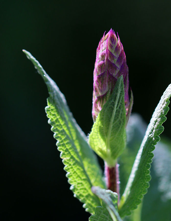 Purple Wood Sage - Salvia nemorosa So purdy <3<br />
<br />
Habitat: Rural garden<br />
<figure class="photo"><a href="https://www.jungledragon.com/image/104552/purple_wood_sage_-_salvia_nemorosa.html" title="Purple Wood Sage - Salvia nemorosa"><img src="https://s3.amazonaws.com/media.jungledragon.com/images/3232/104552_thumb.jpg?AWSAccessKeyId=05GMT0V3GWVNE7GGM1R2&Expires=1769040010&Signature=IjMx8pAYWRQlzxsAryvDKI03eEA%3D" width="142" height="152" alt="Purple Wood Sage - Salvia nemorosa So purdy <3<br />
<br />
Habitat: Rural garden<br />
https://www.jungledragon.com/image/104550/purple_wood_sage_-_salvia_nemorosa.html<br />
https://www.jungledragon.com/image/104551/purple_wood_sage_-_salvia_nemorosa.html Geotagged,Salvia nemorosa,Spring,United States" /></a></figure><br />
<figure class="photo"><a href="https://www.jungledragon.com/image/104551/purple_wood_sage_-_salvia_nemorosa.html" title="Purple Wood Sage - Salvia nemorosa"><img src="https://s3.amazonaws.com/media.jungledragon.com/images/3232/104551_thumb.jpg?AWSAccessKeyId=05GMT0V3GWVNE7GGM1R2&Expires=1769040010&Signature=rz0AchEddUHL2c%2BhYlNVnu1x5O0%3D" width="102" height="152" alt="Purple Wood Sage - Salvia nemorosa So purdy <3<br />
<br />
Habitat: Rural garden<br />
https://www.jungledragon.com/image/104550/purple_wood_sage_-_salvia_nemorosa.html<br />
https://www.jungledragon.com/image/104552/purple_wood_sage_-_salvia_nemorosa.html Geotagged,Salvia nemorosa,Spring,United States" /></a></figure> Geotagged,Purple Wood Sage,Salvia nemorosa,Spring,United States,sage,salvia,wood sage