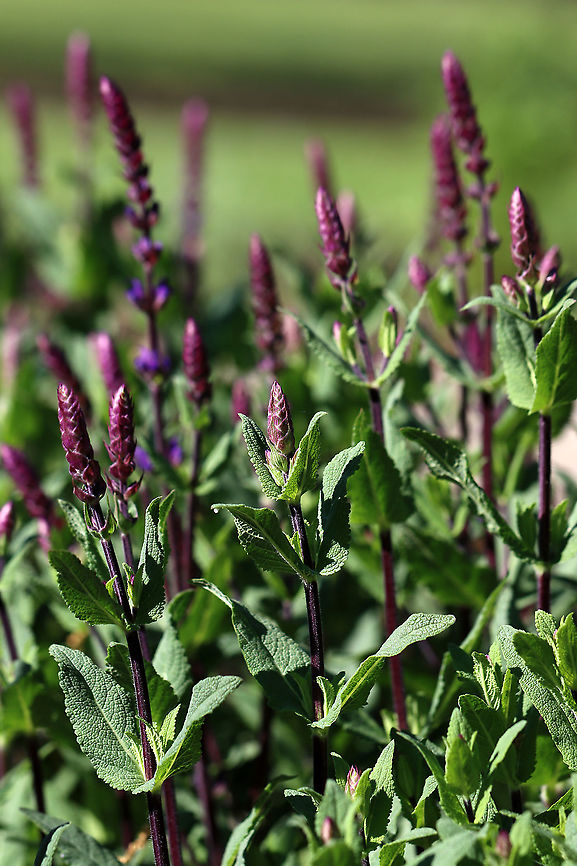 Purple Wood Sage - Salvia nemorosa So purdy <3<br />
<br />
Habitat: Rural garden<br />
<figure class="photo"><a href="https://www.jungledragon.com/image/104550/purple_wood_sage_-_salvia_nemorosa.html" title="Purple Wood Sage - Salvia nemorosa"><img src="https://s3.amazonaws.com/media.jungledragon.com/images/3232/104550_thumb.jpg?AWSAccessKeyId=05GMT0V3GWVNE7GGM1R2&Expires=1769040010&Signature=3jYCRXUr5Xklbif7ooBDZkzQYI4%3D" width="118" height="152" alt="Purple Wood Sage - Salvia nemorosa So purdy <3<br />
<br />
Habitat: Rural garden<br />
https://www.jungledragon.com/image/104552/purple_wood_sage_-_salvia_nemorosa.html<br />
https://www.jungledragon.com/image/104551/purple_wood_sage_-_salvia_nemorosa.html Geotagged,Purple Wood Sage,Salvia nemorosa,Spring,United States,sage,salvia,wood sage" /></a></figure><br />
<figure class="photo"><a href="https://www.jungledragon.com/image/104552/purple_wood_sage_-_salvia_nemorosa.html" title="Purple Wood Sage - Salvia nemorosa"><img src="https://s3.amazonaws.com/media.jungledragon.com/images/3232/104552_thumb.jpg?AWSAccessKeyId=05GMT0V3GWVNE7GGM1R2&Expires=1769040010&Signature=IjMx8pAYWRQlzxsAryvDKI03eEA%3D" width="142" height="152" alt="Purple Wood Sage - Salvia nemorosa So purdy <3<br />
<br />
Habitat: Rural garden<br />
https://www.jungledragon.com/image/104550/purple_wood_sage_-_salvia_nemorosa.html<br />
https://www.jungledragon.com/image/104551/purple_wood_sage_-_salvia_nemorosa.html Geotagged,Salvia nemorosa,Spring,United States" /></a></figure> Geotagged,Salvia nemorosa,Spring,United States