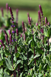 Purple Wood Sage - Salvia nemorosa So purdy <3

Habitat: Rural garden
https://www.jungledragon.com/image/104550/purple_wood_sage_-_salvia_nemorosa.html
https://www.jungledragon.com/image/104552/purple_wood_sage_-_salvia_nemorosa.html Geotagged,Salvia nemorosa,Spring,United States