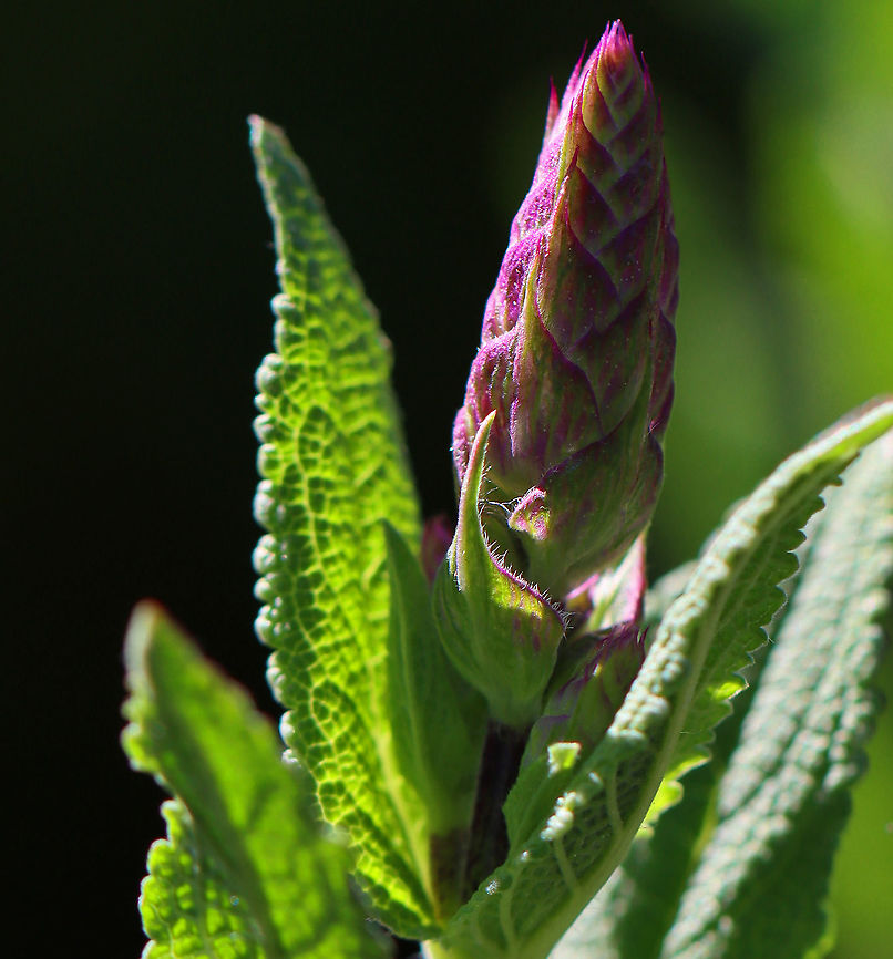 Purple Wood Sage - Salvia nemorosa So purdy <3<br />
<br />
Habitat: Rural garden<br />
<figure class="photo"><a href="https://www.jungledragon.com/image/104550/purple_wood_sage_-_salvia_nemorosa.html" title="Purple Wood Sage - Salvia nemorosa"><img src="https://s3.amazonaws.com/media.jungledragon.com/images/3232/104550_thumb.jpg?AWSAccessKeyId=05GMT0V3GWVNE7GGM1R2&Expires=1769040010&Signature=3jYCRXUr5Xklbif7ooBDZkzQYI4%3D" width="118" height="152" alt="Purple Wood Sage - Salvia nemorosa So purdy <3<br />
<br />
Habitat: Rural garden<br />
https://www.jungledragon.com/image/104552/purple_wood_sage_-_salvia_nemorosa.html<br />
https://www.jungledragon.com/image/104551/purple_wood_sage_-_salvia_nemorosa.html Geotagged,Purple Wood Sage,Salvia nemorosa,Spring,United States,sage,salvia,wood sage" /></a></figure><br />
<figure class="photo"><a href="https://www.jungledragon.com/image/104551/purple_wood_sage_-_salvia_nemorosa.html" title="Purple Wood Sage - Salvia nemorosa"><img src="https://s3.amazonaws.com/media.jungledragon.com/images/3232/104551_thumb.jpg?AWSAccessKeyId=05GMT0V3GWVNE7GGM1R2&Expires=1769040010&Signature=rz0AchEddUHL2c%2BhYlNVnu1x5O0%3D" width="102" height="152" alt="Purple Wood Sage - Salvia nemorosa So purdy <3<br />
<br />
Habitat: Rural garden<br />
https://www.jungledragon.com/image/104550/purple_wood_sage_-_salvia_nemorosa.html<br />
https://www.jungledragon.com/image/104552/purple_wood_sage_-_salvia_nemorosa.html Geotagged,Salvia nemorosa,Spring,United States" /></a></figure> Geotagged,Salvia nemorosa,Spring,United States