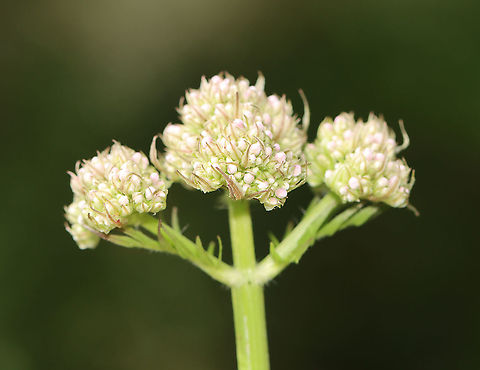 Unknown Plant - Subf. Apioideae? Habitat: Meadow
https://www.jungledragon.com/image/104555/unknown_plant_-_subf._apioideae.html
https://www.jungledragon.com/image/104554/unknown_plant_-_subf._apioideae.html Geotagged,Spring,United States