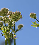 Unknown Plant - Subf. Apioideae? Habitat: Meadow<br />
https://www.jungledragon.com/image/104553/unknown_plant_-_subf._apioideae.html<br />
https://www.jungledragon.com/image/104555/unknown_plant_-_subf._apioideae.html Geotagged,Spring,United States