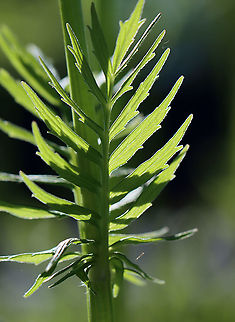 Unknown Plant - Subf. Apioideae? Habitat: Meadow
https://www.jungledragon.com/image/104553/unknown_plant_-_subf._apioideae.html
https://www.jungledragon.com/image/104554/unknown_plant_-_subf._apioideae.html
 Geotagged,Spring,United States