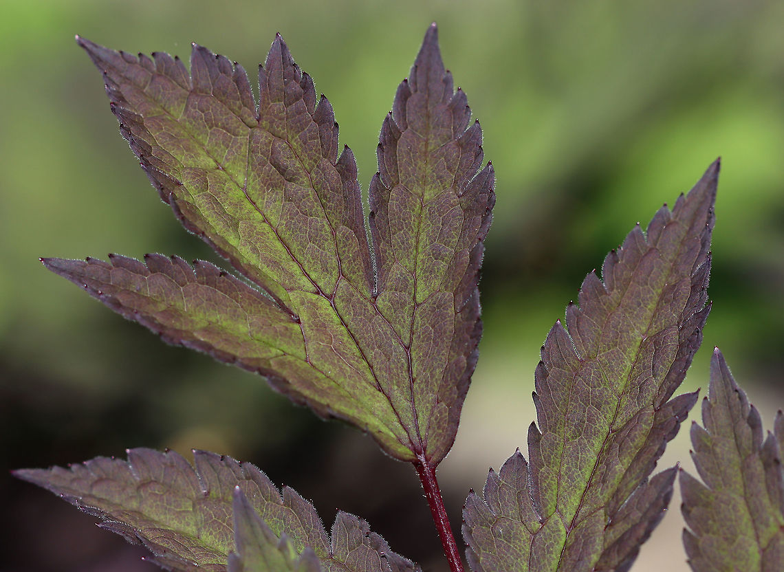 Black Cohosh - Actaea racemosa Black cohosh has been used in traditional medicine by Native Americans for hundreds of years. Even in modern times, it is still used to treat menopausal symptoms. It may be safe to use short-term, but alternately, it may cause liver problems and other serious health problems.<br />
<br />
Habitat: Rural garden Actaea,Actaea  racemosa,Black Cohosh,Geotagged,Spring,United States