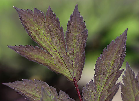 Black Cohosh - Actaea racemosa Black cohosh has been used in traditional medicine by Native Americans for hundreds of years. Even in modern times, it is still used to treat menopausal symptoms. It may be safe to use short-term, but alternately, it may cause liver problems and other serious health problems.

Habitat: Rural garden Actaea,Actaea  racemosa,Black Cohosh,Geotagged,Spring,United States