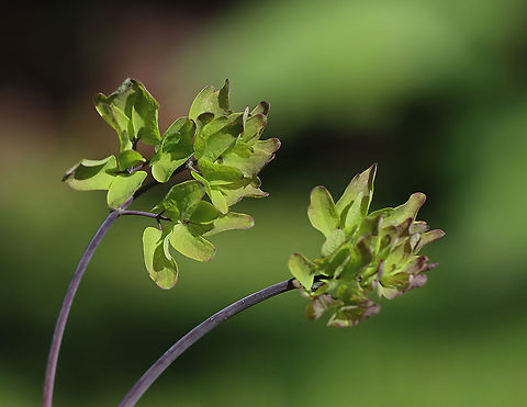 Meadow-Rue -Thalictrum delavayi These plants grow in tall, dense clumps. They have medium green, compound leaves and small, lavender flowers with yellow stamens.

Habitat: Rural garden Chinese Meadow-rue,Geotagged,Spring,Thalictrum,Thalictrum delavayi,United States