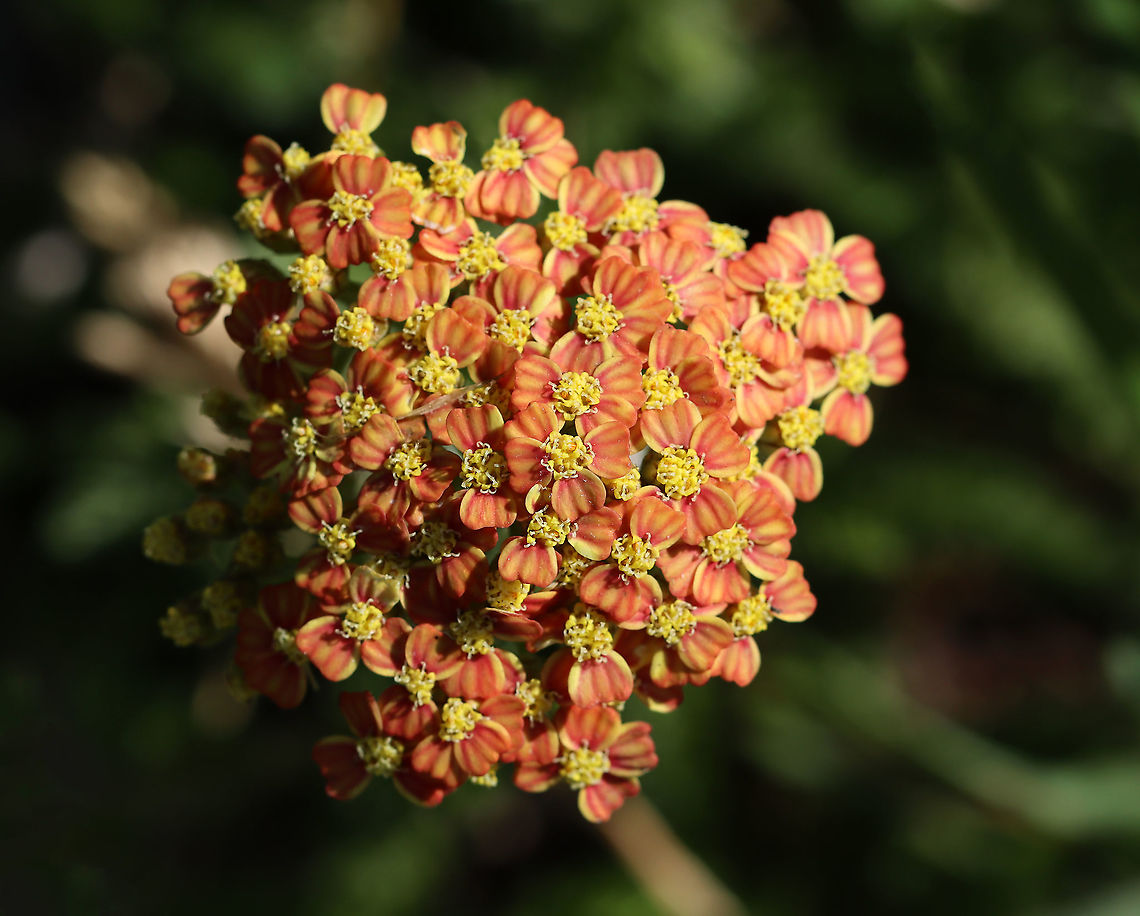 Common Yarrow - Achillea millefolium I&#039;ve never seen this variety, but think the ID is correct. <br />
<br />
Habitat: Vegetation near the edge of a pond<br />
<figure class="photo"><a href="https://www.jungledragon.com/image/104954/common_yarrow_-_achillea_millefolium.html" title="Common Yarrow - Achillea millefolium"><img src="https://s3.amazonaws.com/media.jungledragon.com/images/3232/104954_thumb.jpg?AWSAccessKeyId=05GMT0V3GWVNE7GGM1R2&Expires=1759968010&Signature=P36AfDg8uX845%2BVhtu2t8mhkazs%3D" width="200" height="150" alt="Common Yarrow - Achillea millefolium I&#039;ve never seen this variety, but think the ID is correct.<br />
<br />
Habitat: Vegetation near the edge of a pond<br />
https://www.jungledragon.com/image/104953/common_yarrow_-_achillea_millefolium.html Achillea millefolium,Common yarrow,Geotagged,Spring,United States" /></a></figure> Achillea,Achillea millefolium,Common yarrow,Geotagged,Spring,United States,yarrow