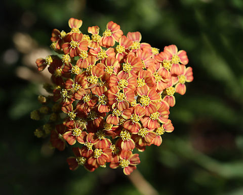 Common Yarrow - Achillea millefolium I've never seen this variety, but think the ID is correct. 

Habitat: Vegetation near the edge of a pond
https://www.jungledragon.com/image/104954/common_yarrow_-_achillea_millefolium.html Achillea,Achillea millefolium,Common yarrow,Geotagged,Spring,United States,yarrow