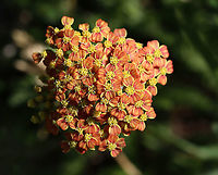 Common Yarrow - Achillea millefolium I've never seen this variety, but think the ID is correct. <br />
<br />
Habitat: Vegetation near the edge of a pond<br />
https://www.jungledragon.com/image/104954/common_yarrow_-_achillea_millefolium.html Achillea,Achillea millefolium,Common yarrow,Geotagged,Spring,United States,yarrow