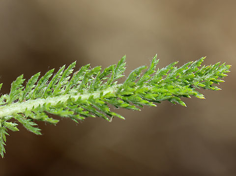 Common Yarrow - Achillea millefolium I've never seen this variety, but think the ID is correct.

Habitat: Vegetation near the edge of a pond
https://www.jungledragon.com/image/104953/common_yarrow_-_achillea_millefolium.html Achillea millefolium,Common yarrow,Geotagged,Spring,United States