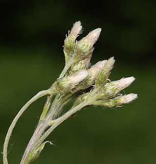Pussytoes - Antennaria sp. Habitat: Meadow/pond edge
https://www.jungledragon.com/image/104956/pussytoes_-_antennaria_sp.html Antennaria,Geotagged,Spring,United States,pussytoes
